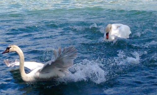 Bird swimming in lake