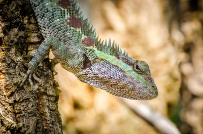 Close-up of a chameleon on tree