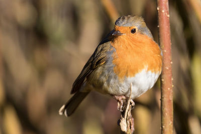 Close-up of bird perching outdoors