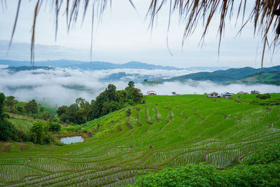 Scenic view of agricultural field against sky