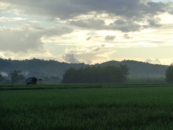 Scenic view of agricultural field against sky