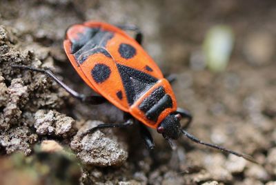 Close-up of insect on rock