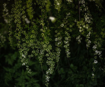 Close-up of flowering plants against blurred background