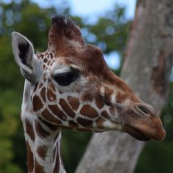 Close-up of giraffe against trees