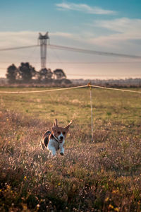 View of dog on field