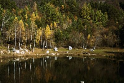 Scenic view of lake by trees