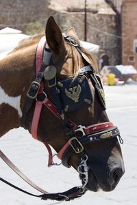 Man riding horse