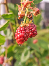 fruit