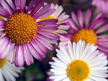 Close-up of pink daisy flower