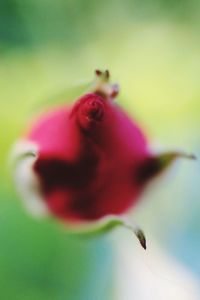 Close-up of flower blooming outdoors