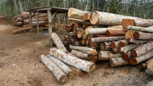 Stack of logs in forest