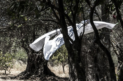 Low angle view of clothes hanging on tree trunk in forest