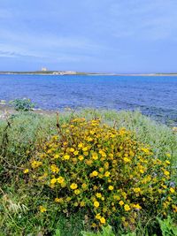 Yellow flowering plants by sea against sky