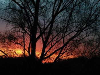 Silhouette of trees at sunset