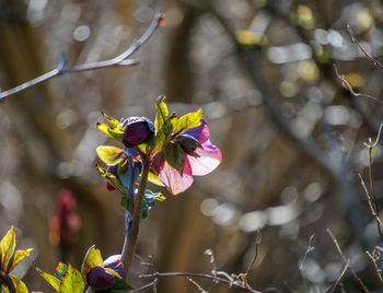 Close-up of flowering plant