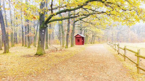 Trees in forest during autumn