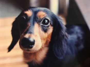 Close-up portrait of dog