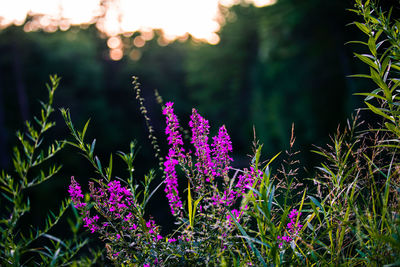 Close-up of purple flowering plants on field