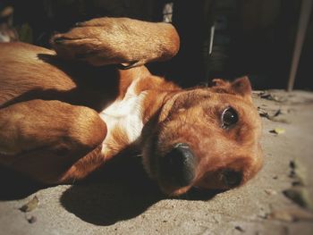 Close-up portrait of a dog