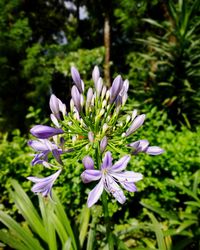 Close-up of purple flowering plant