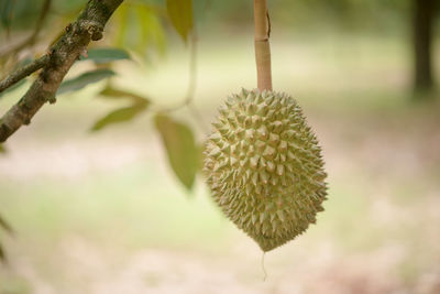 Close-up of plant growing on tree