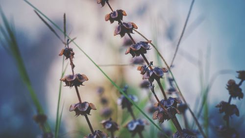 Close-up of red flowering plant