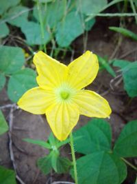 Close-up of yellow flowering plant