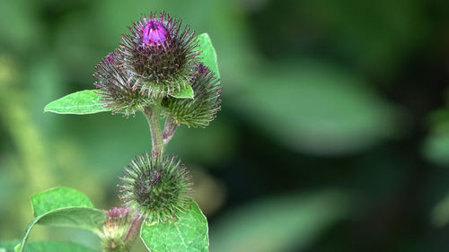 Close-up of thistle flower