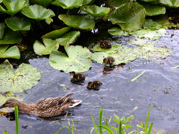 High angle view of ducks floating on water