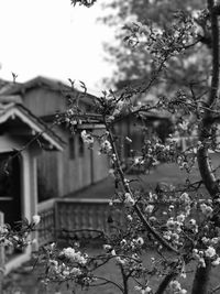 Close-up of flower tree against sky