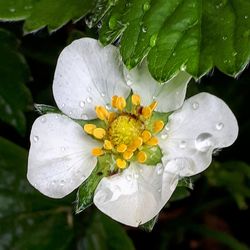Close-up of water drops on white rose flower