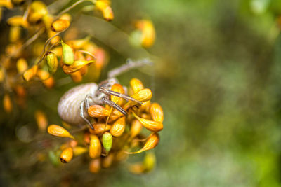 Close-up of bee pollinating on flower