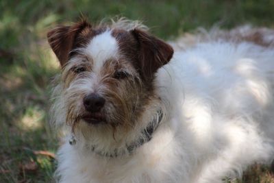 Close-up portrait of dog
