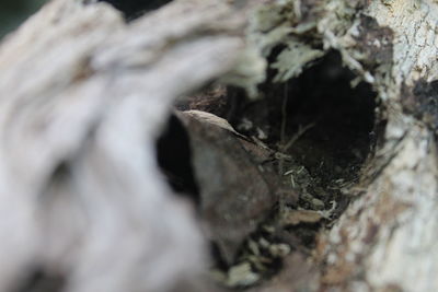 Full frame shot of tree trunk