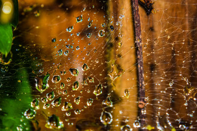 Close-up of wet spider web