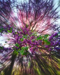 Purple flowers on tree