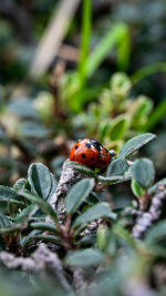 Close-up view of ladybugs on plants