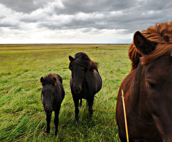 Horses in a field