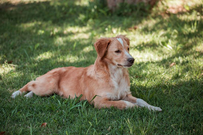 Dog sitting on grass