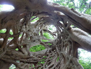 Low angle view of tree roots in forest