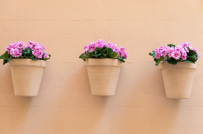 Flowers in pot against wall