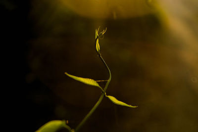 Close-up of plant