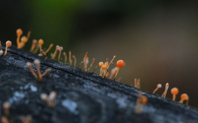 Close-up of mushroom growing on wood