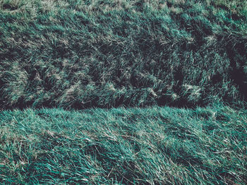 Full frame shot of trees on field