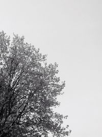 Close-up of tree against sky