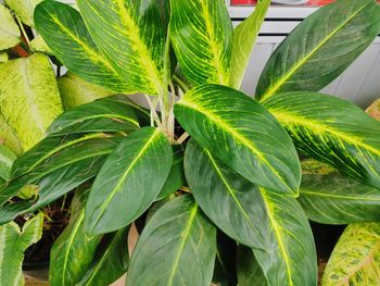 Close-up of fresh green plant in field