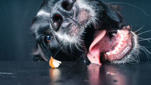 Close-up portrait of a dog drinking water