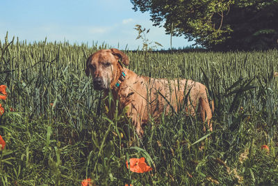 View of dog on field