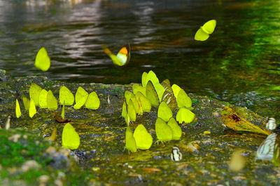 Yellow leaves floating on water in lake