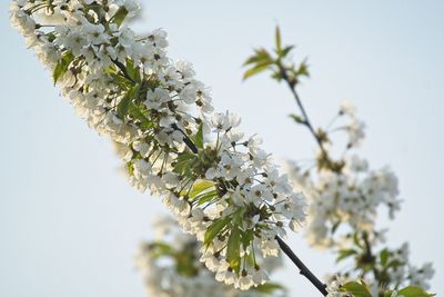 Low angle view of cherry blossom against clear sky